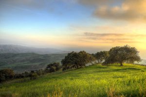 trees-surrounded-by-green-grass-field-during-daytime-164025